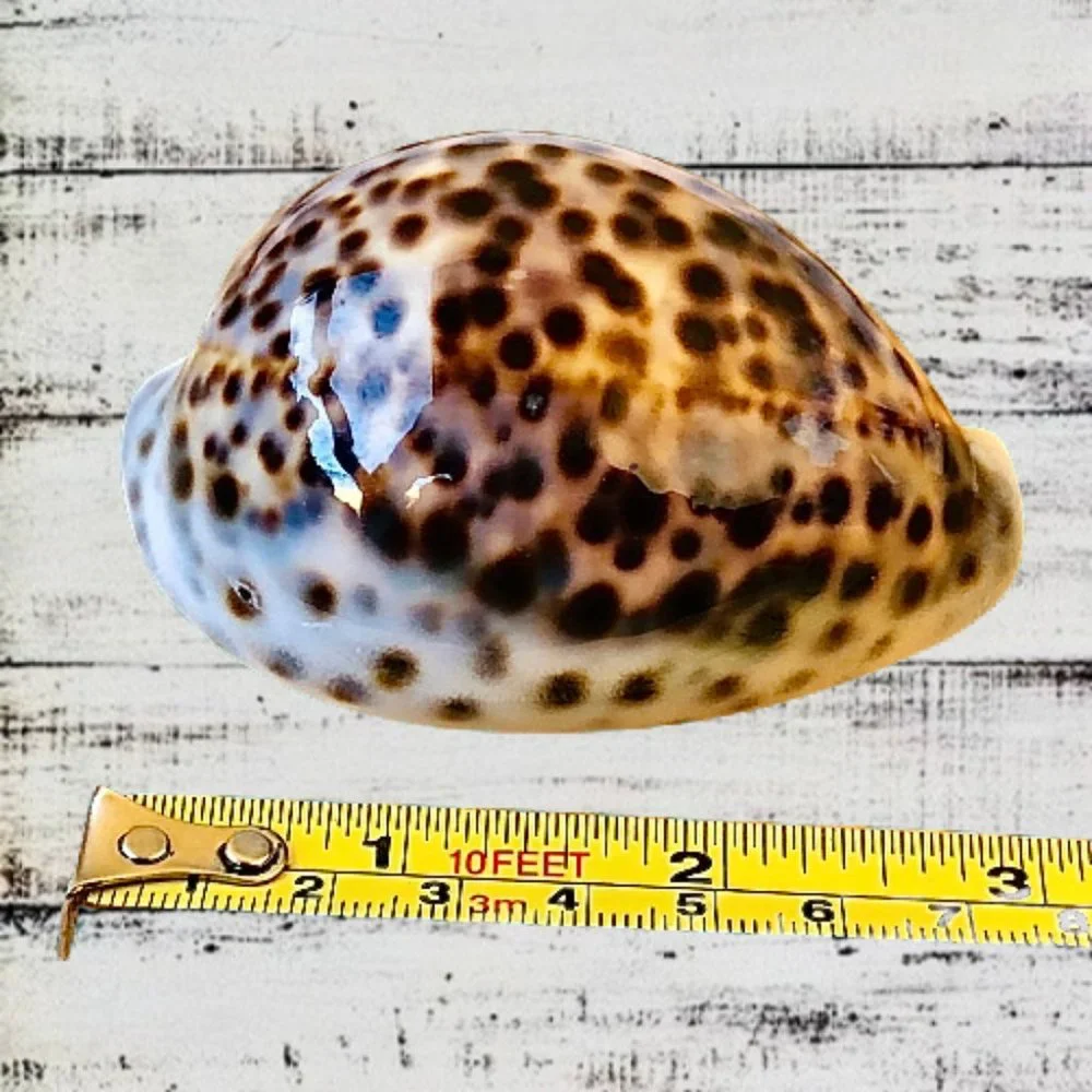 N/A tiger cowrie